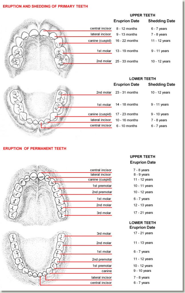 losing baby teeth chart