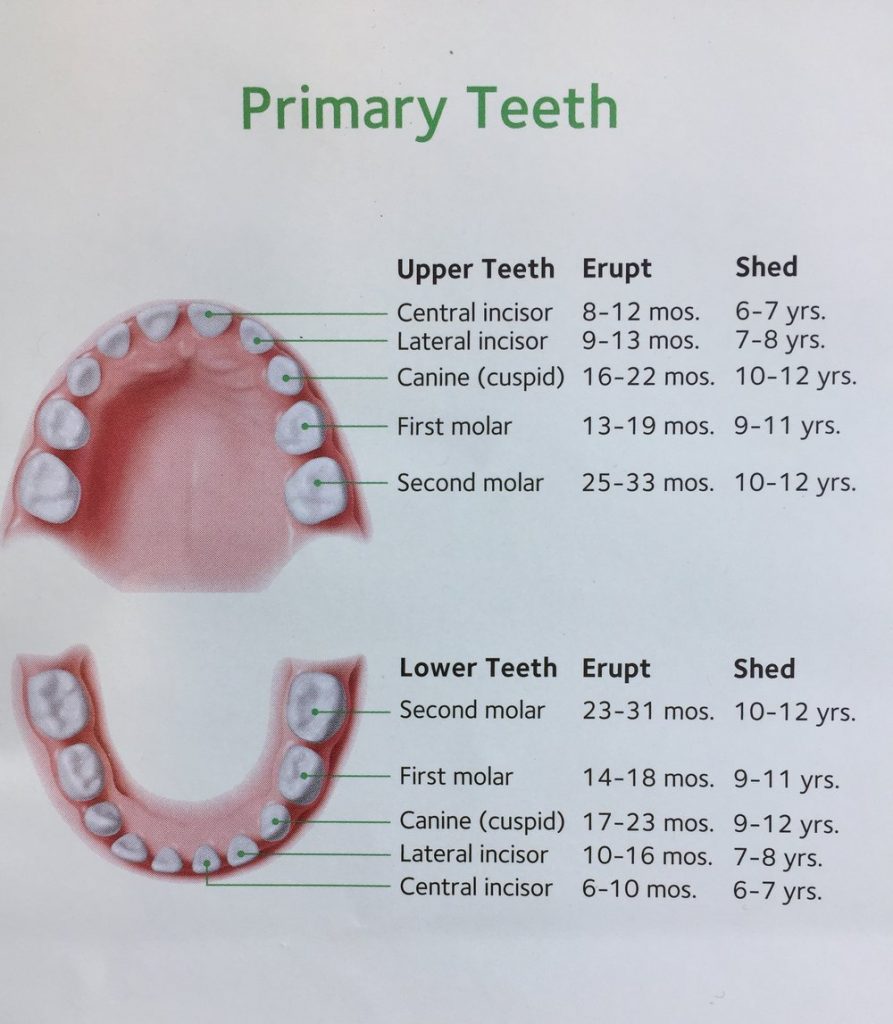 Primary And Permanent Teeth Chart