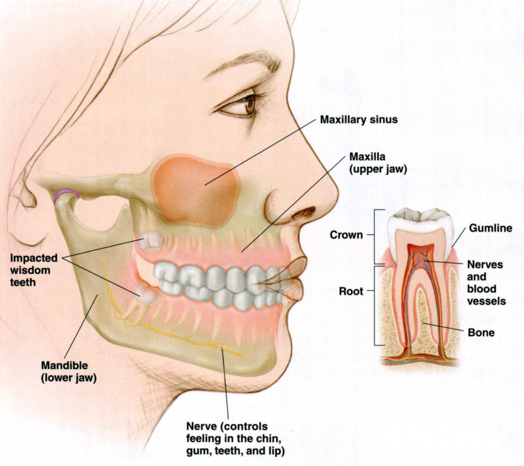 Symptoms And Signs That Your Wisdom Teeth Are Coming In Properly 