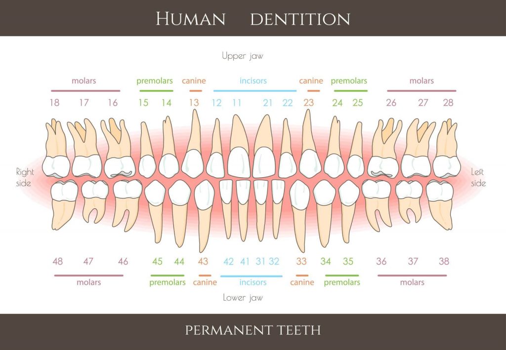 human baby teeth diagram