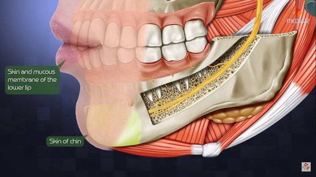 Wisdom Teeth Nerve Damage – Boston Dentist – Congress Dental Group 160