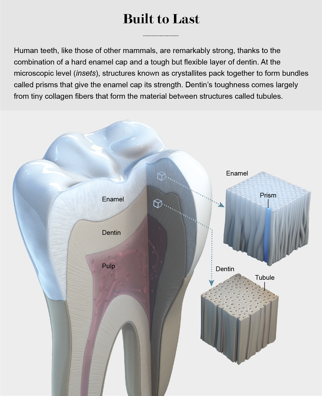 wisdom teeth diagram